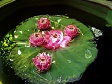 Lily Pad and Flowers.JPG